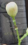  Floral bud